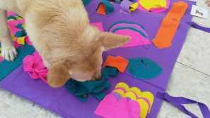 Nude mat udělej to sami: váš pes bude potěšen takovou hračkou